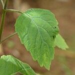 Pogostemon heyneanus