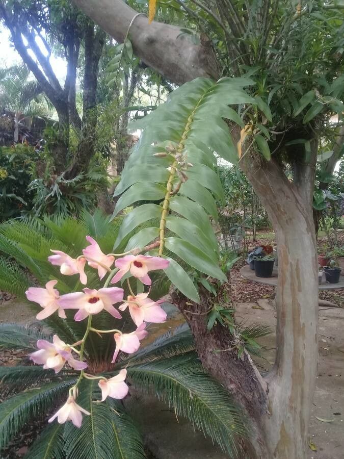 Dendrobium moschatum habit