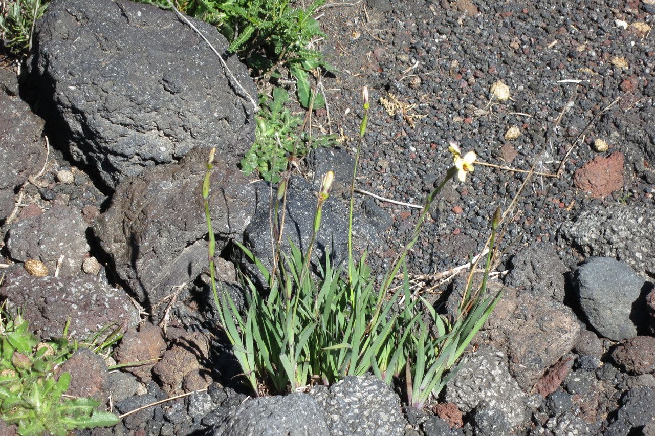 Sisyrinchium pearcei habit