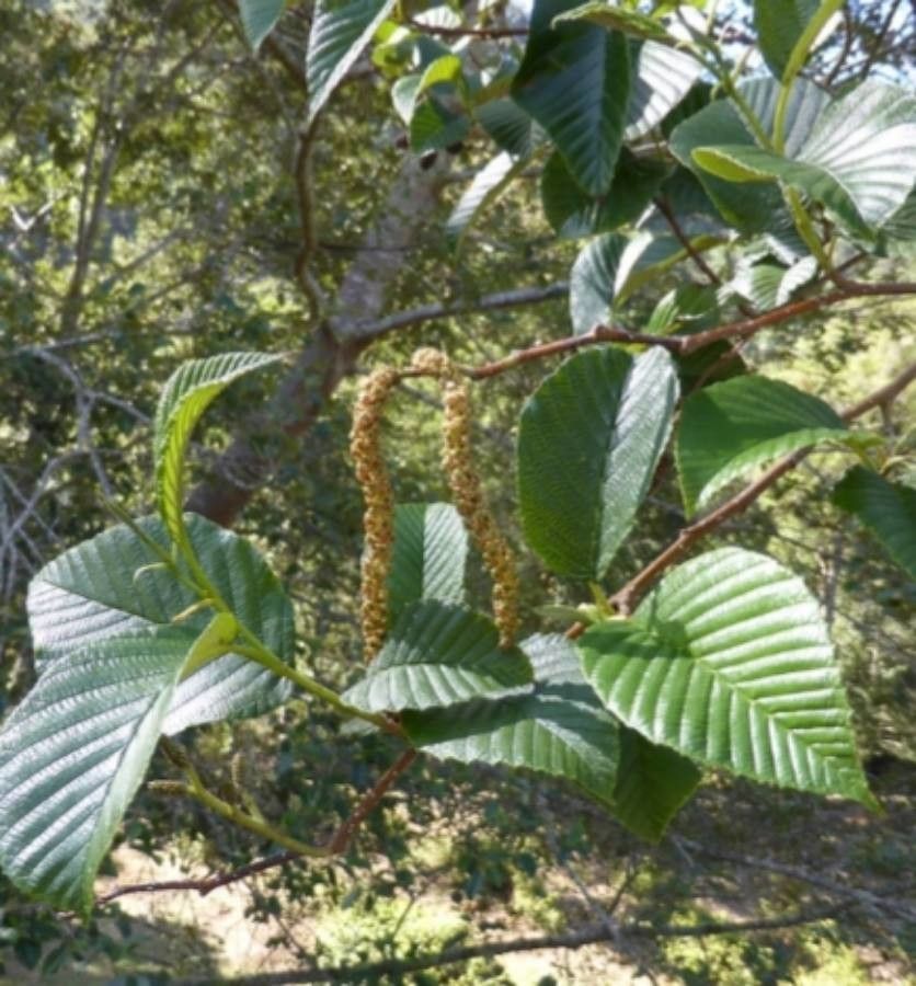 Alnus acuminata flower
