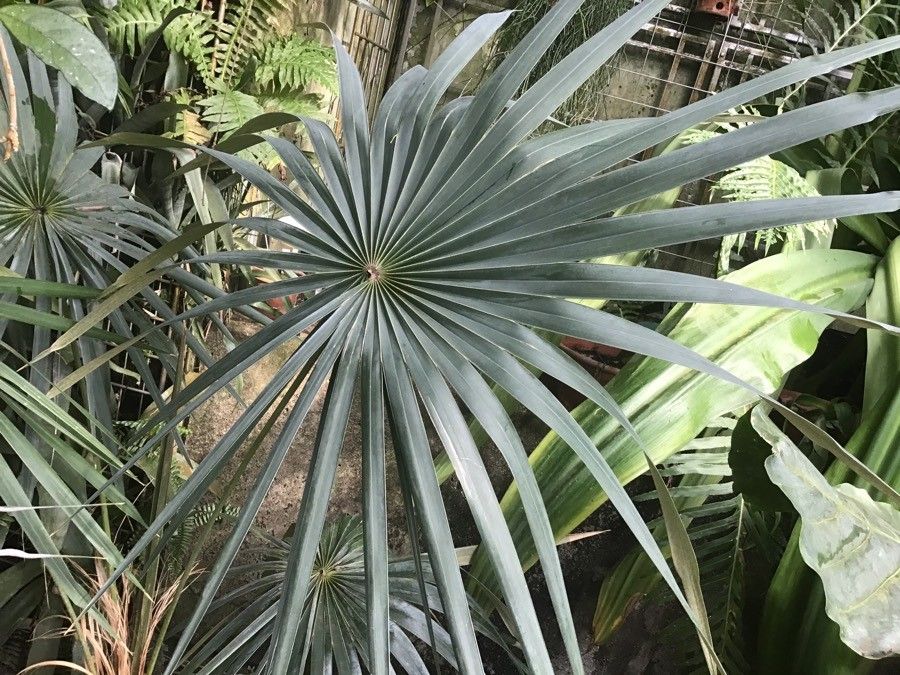 Coccothrinax crinita — search result for 'Cuba'