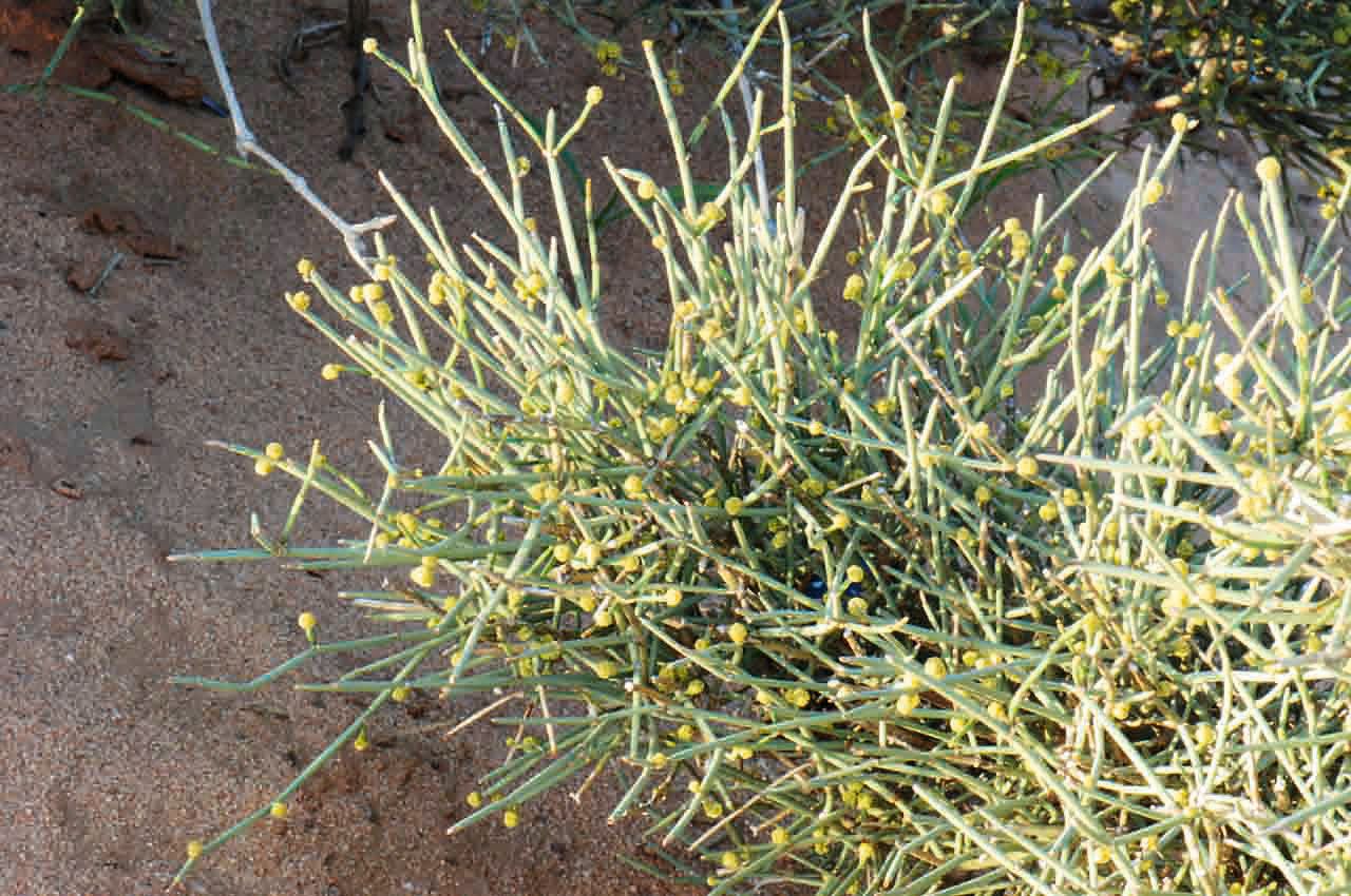 Ephedra alata flower