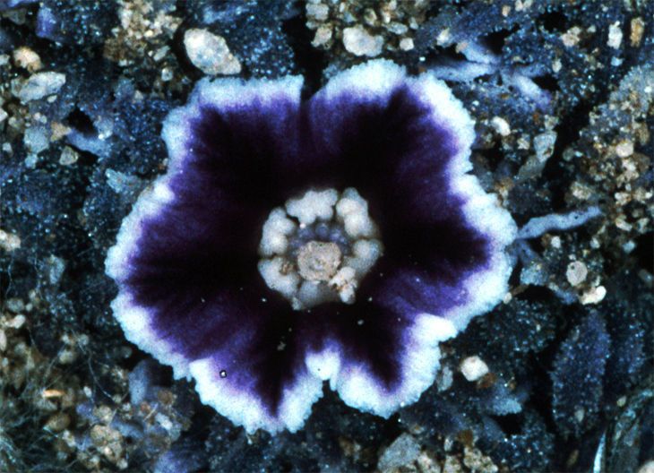 Pholisma arenarium — related species from the same genus