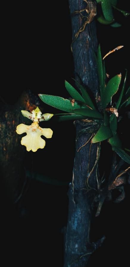 Erycina pusilla — search result for 'Belize'