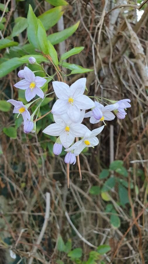 Solanum laxum flower