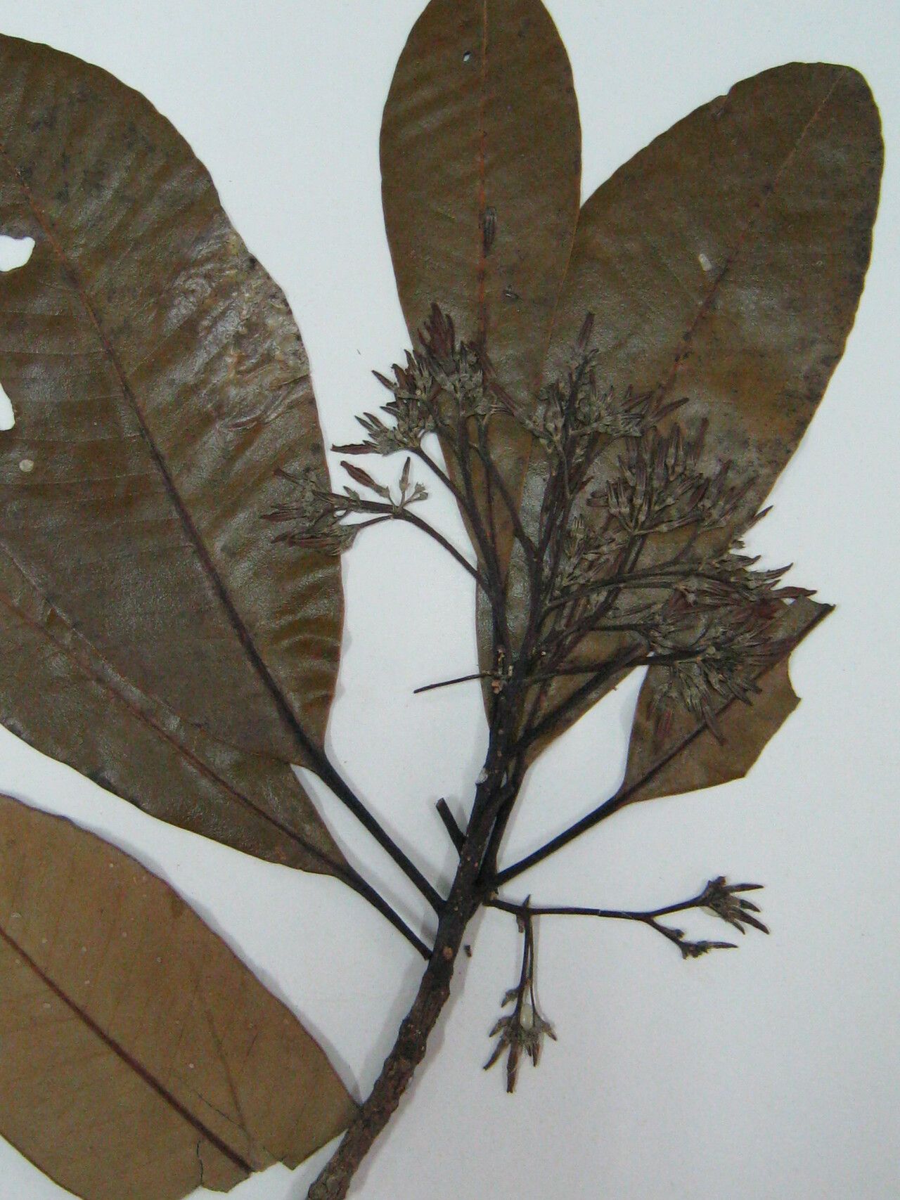 Aspidosperma schultesii other