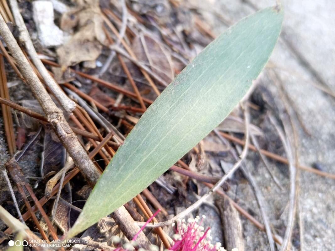Melaleuca viridiflora — search result for 'New Guinea and northern Australia'