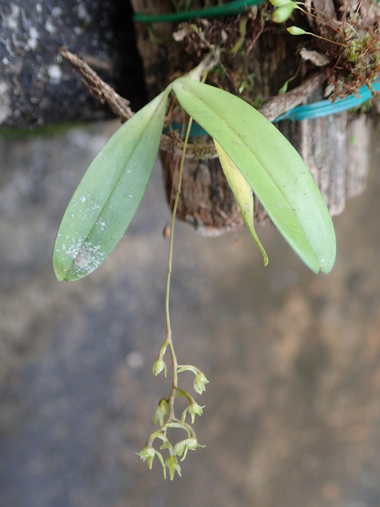 Angraecopsis elliptica habit