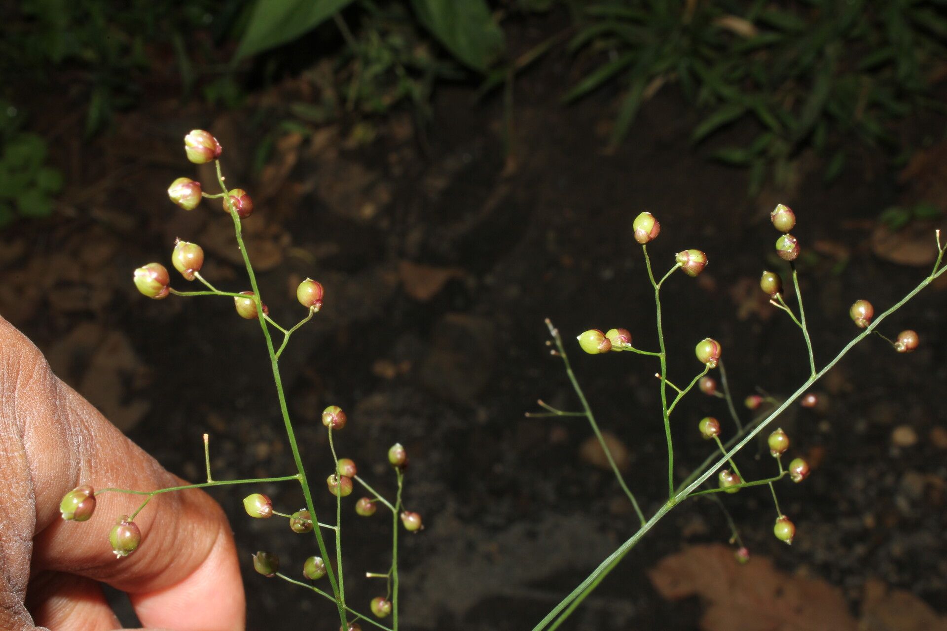 Lasiacis oaxacensis flower