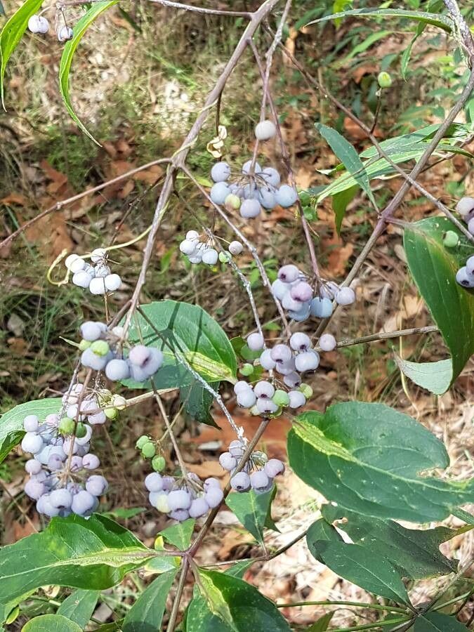 Polyscias sambucifolia fruit