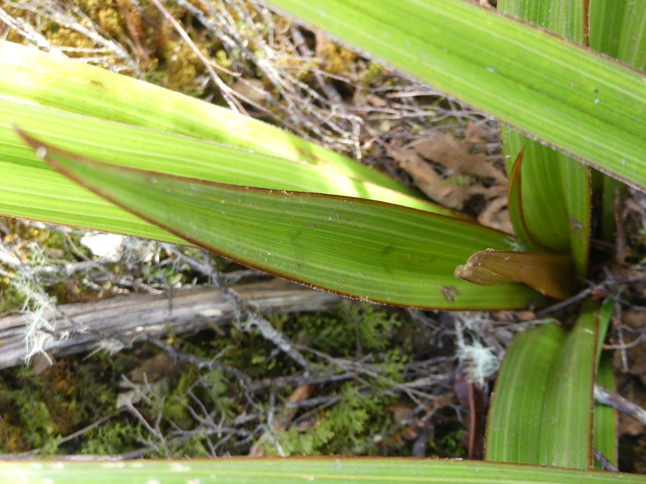 Astelia hemichrysa — houseplant care guide