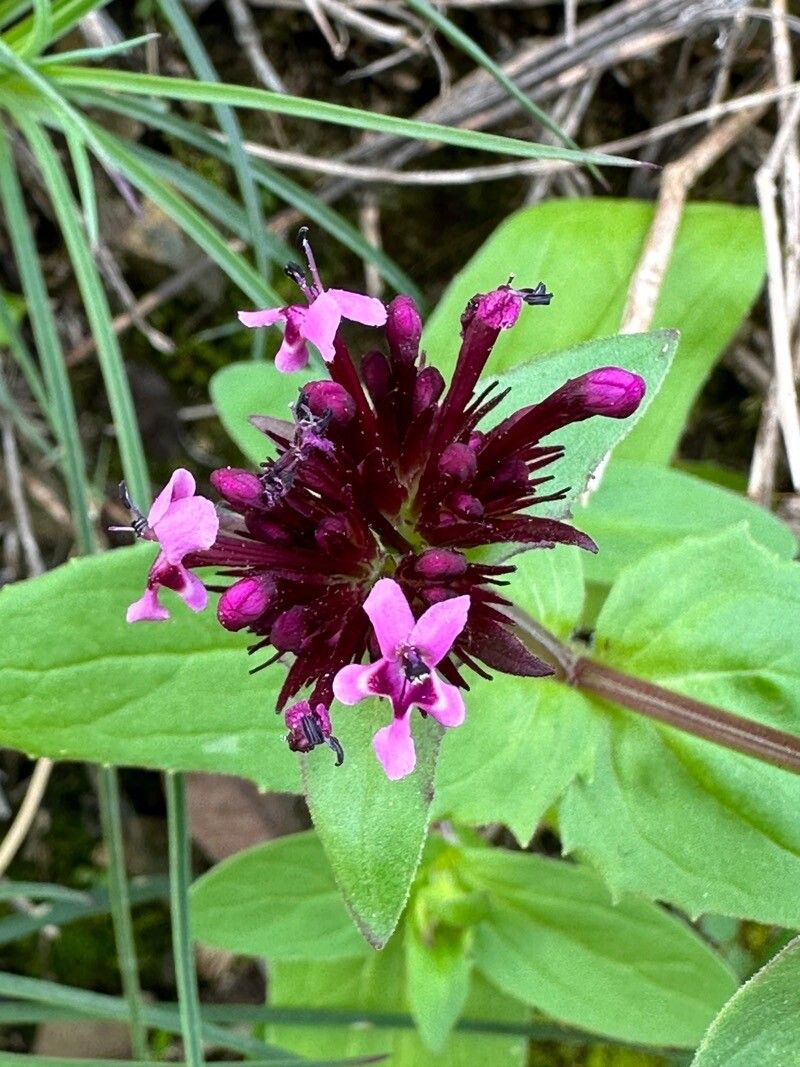 Valeriana cornucopiae flower