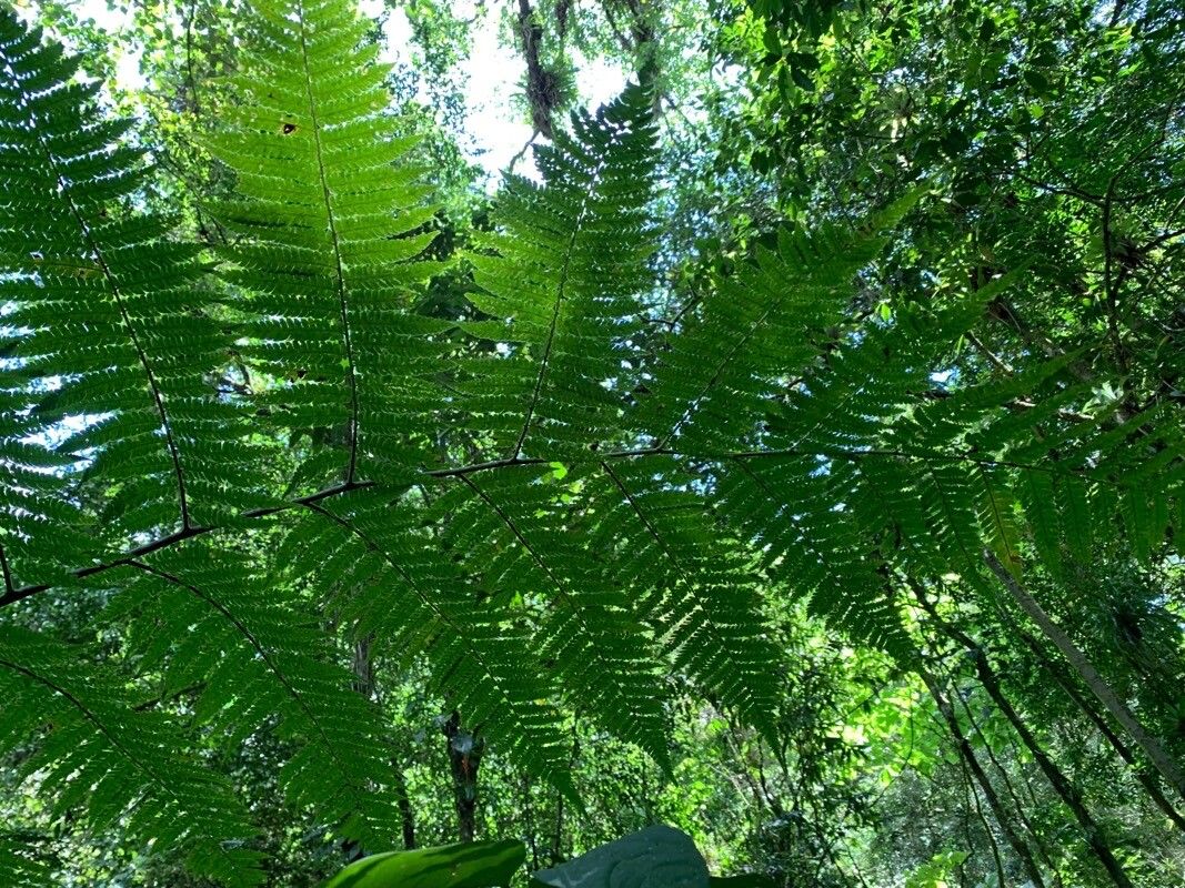 Cyathea leucofolis — houseplant care guide