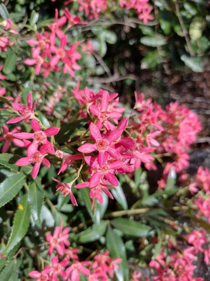 Ceratopetalum gummiferum fruit
