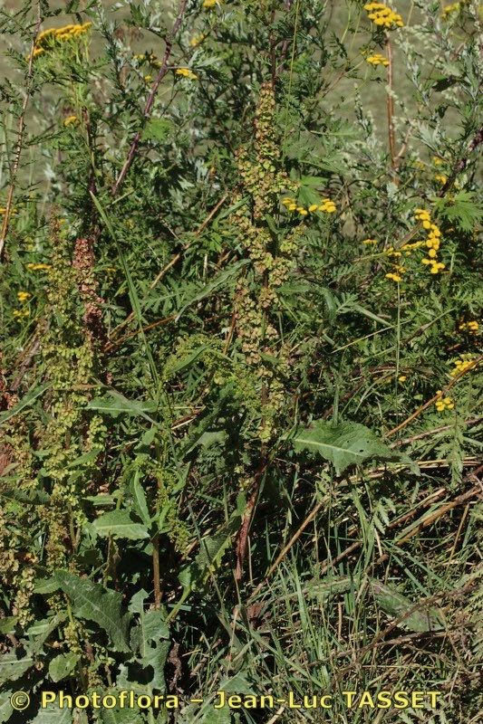 Rumex × propinquus habit