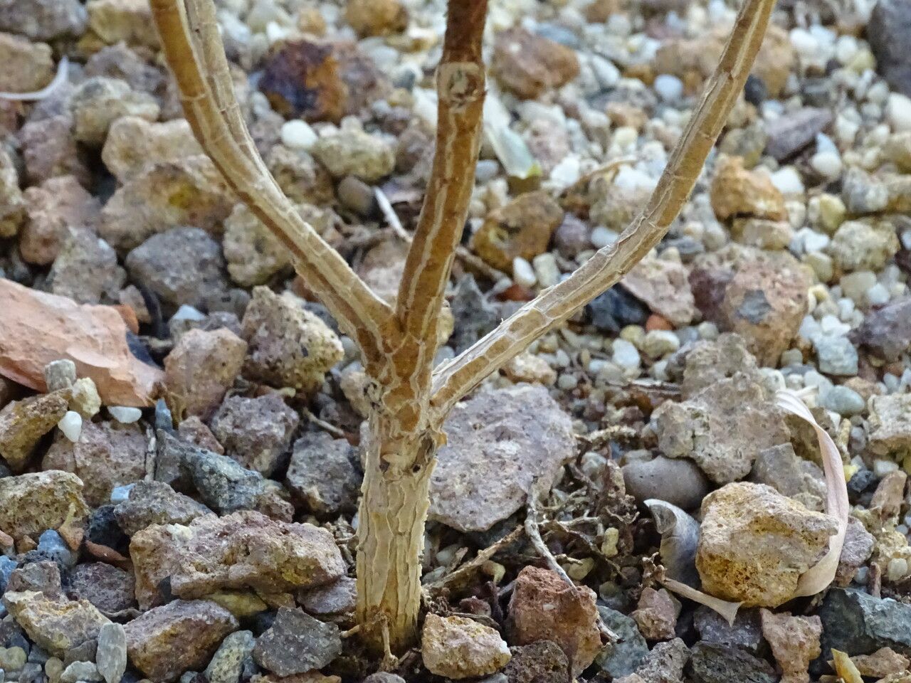 Aeonium lindleyi bark