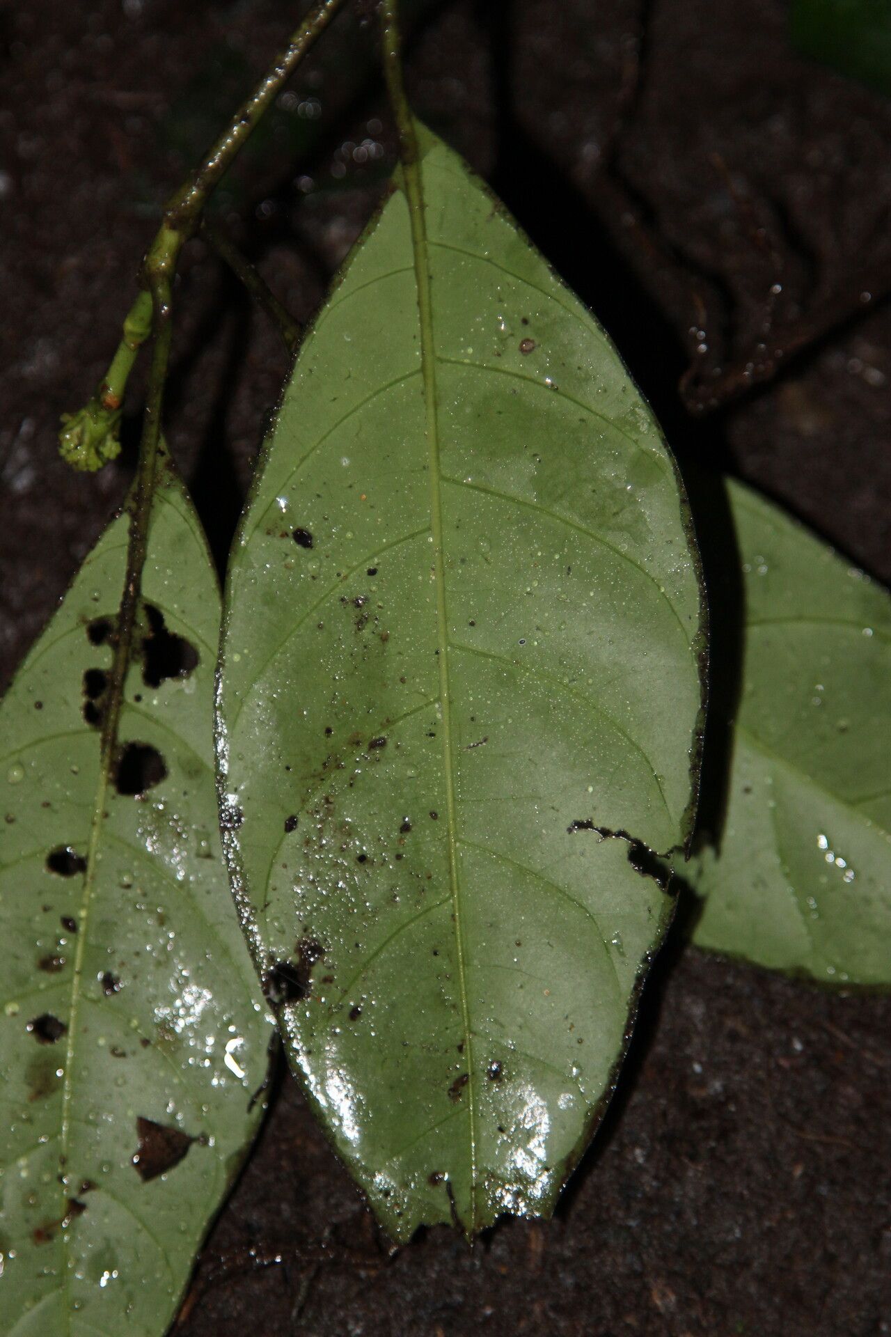 Pavetta gabonica — houseplant care guide