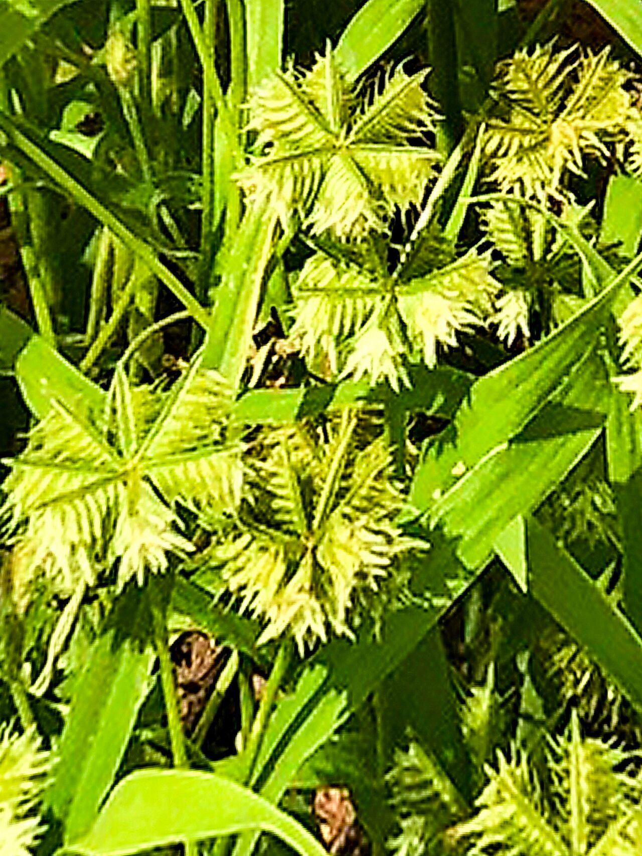Dactyloctenium radulans flower