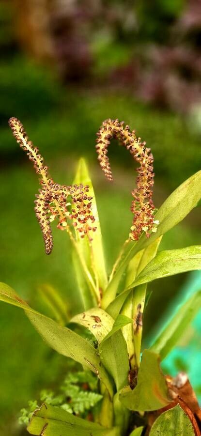 Liparis condylobulbon — houseplant care guide