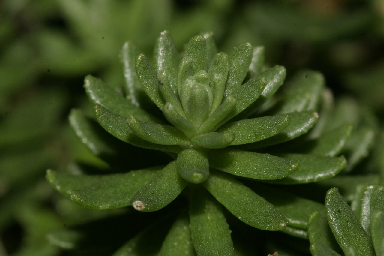 Sedum tuberosum — houseplant care guide