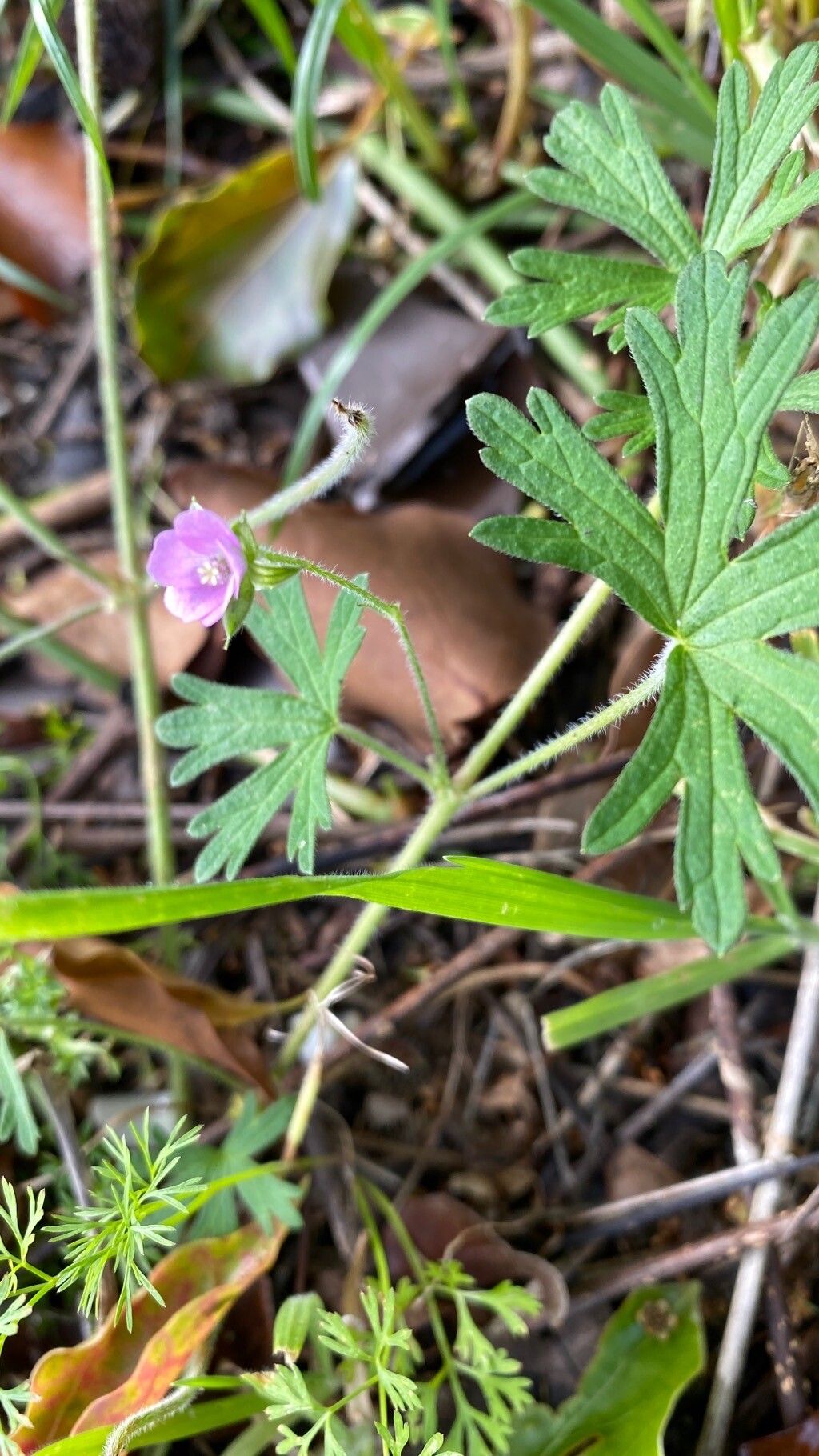Geranium solanderi leaf