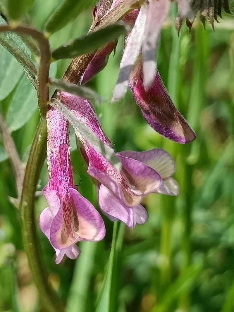 Vicia pannonica flower