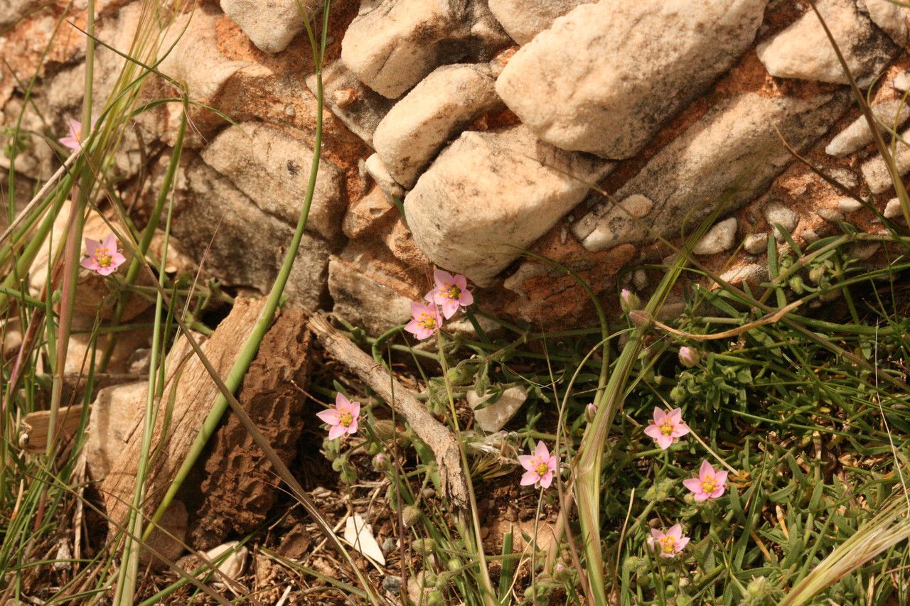 Rhodalsine geniculata flower