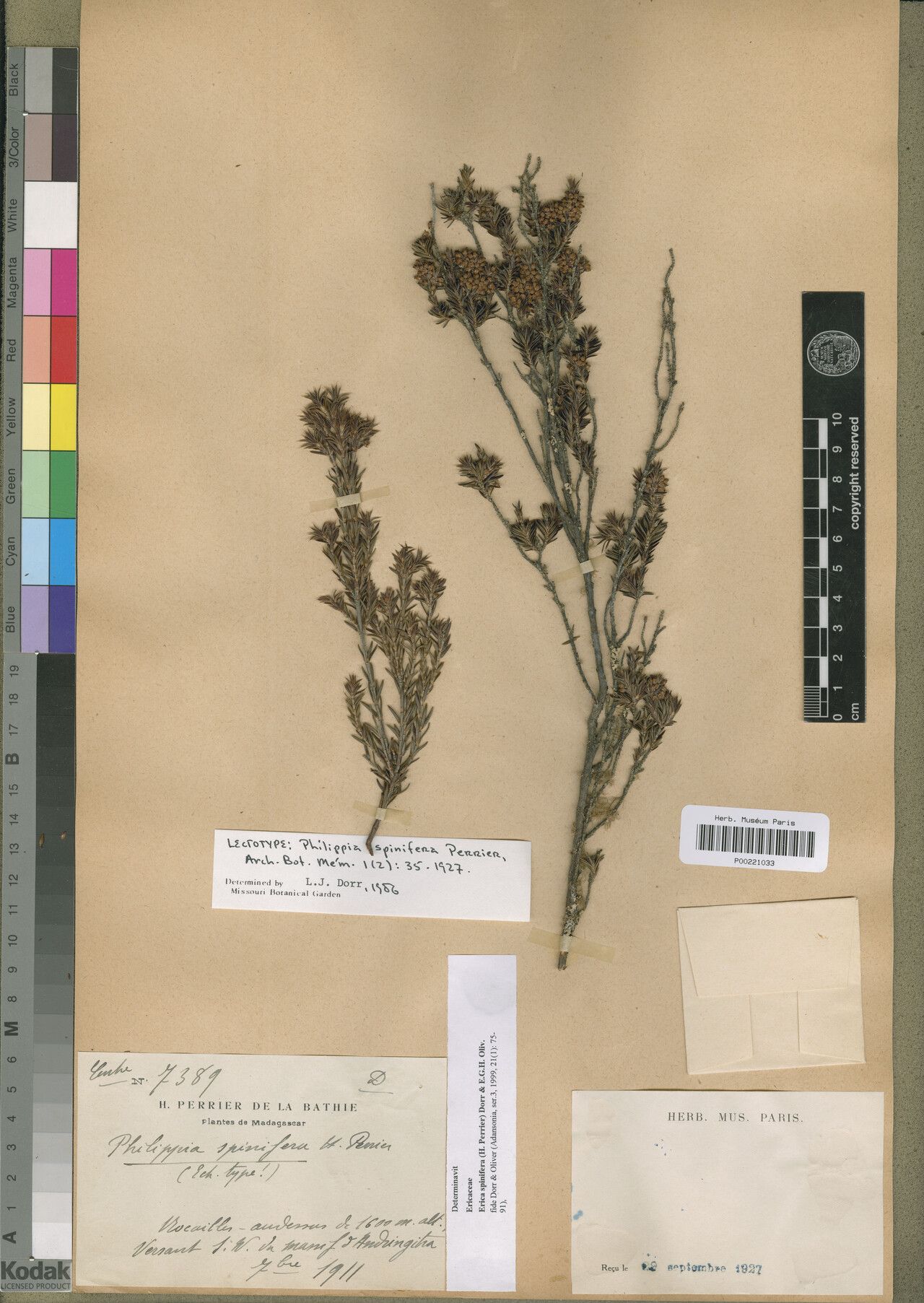 Erica spinifera — search result for 'Erica'