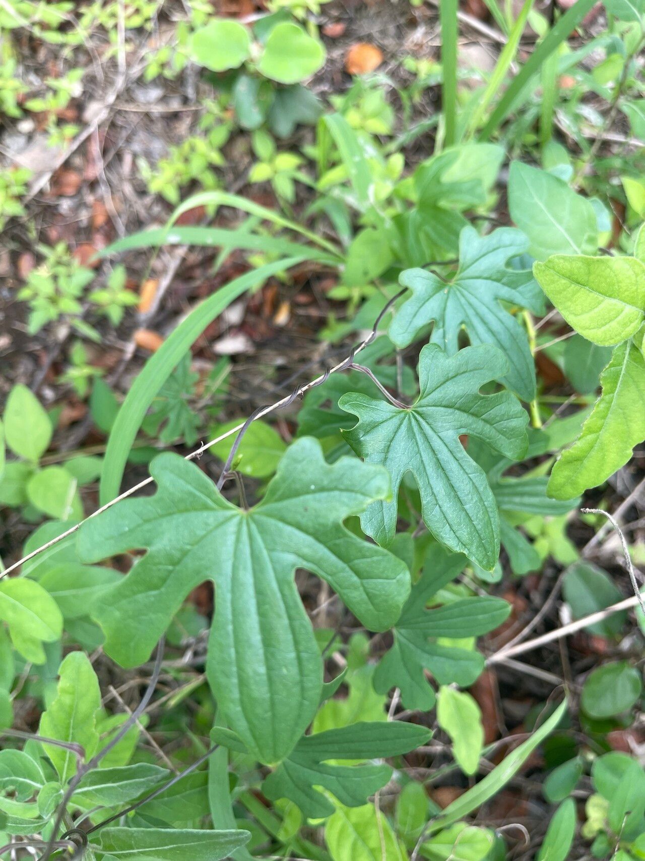 Dioscorea buchananii leaf