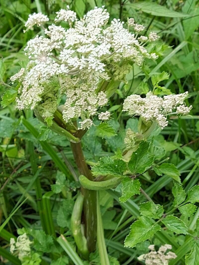 Angelica lucida flower