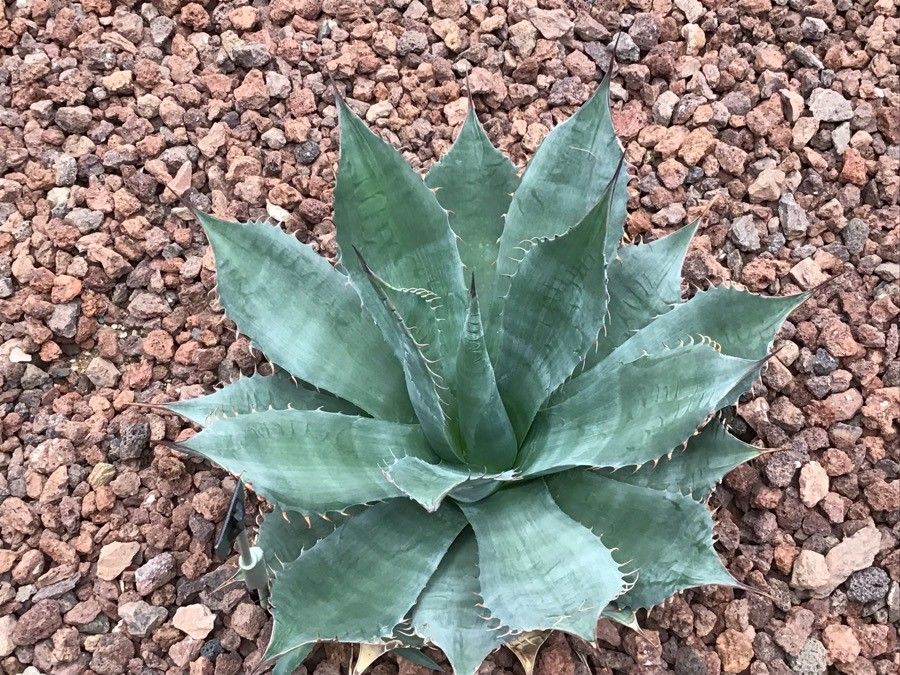 Agave parrasana — search result for 'Agave'