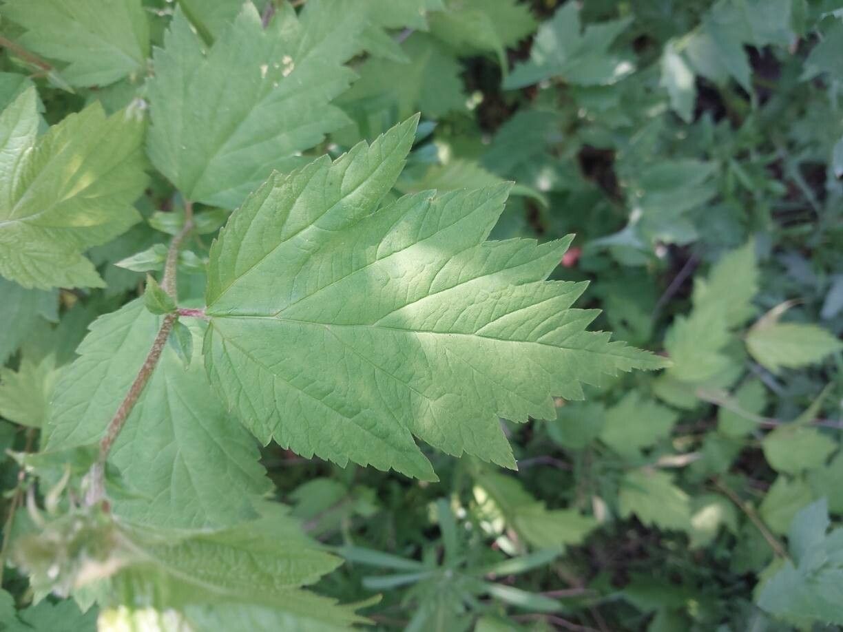 Neillia uekii leaf