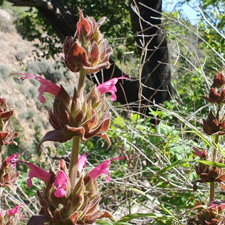Salvia spathacea flower