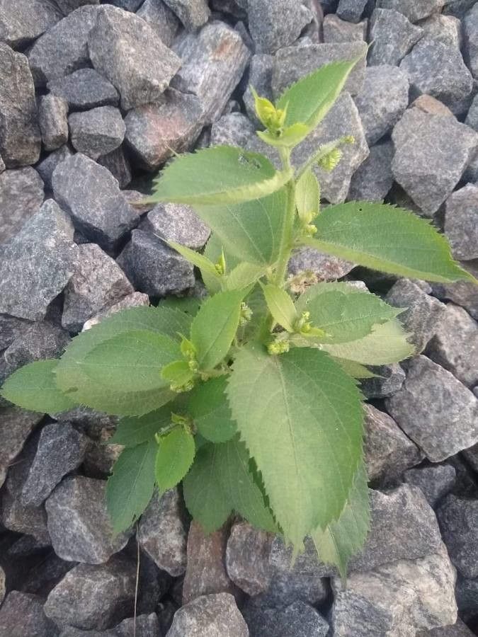 Tragia involucrata — houseplant care guide