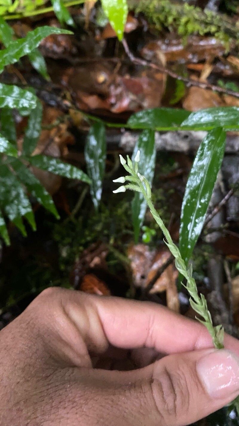 Goodyera fimbrilabia flower
