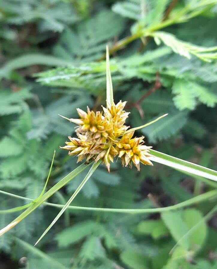 Cyperus aggregatus flower