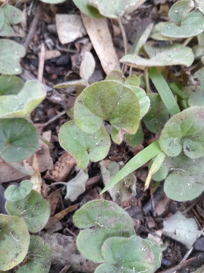 Dichondra carolinensis leaf