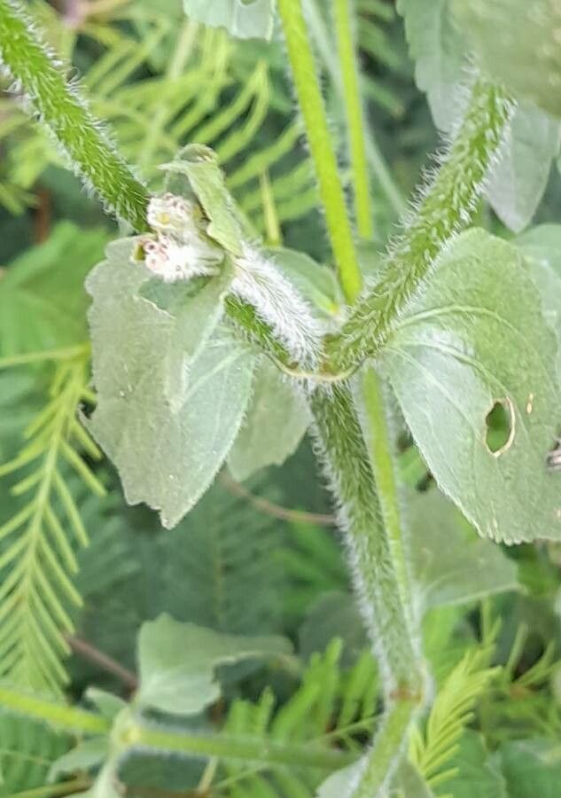 Praxelis clematidea bark