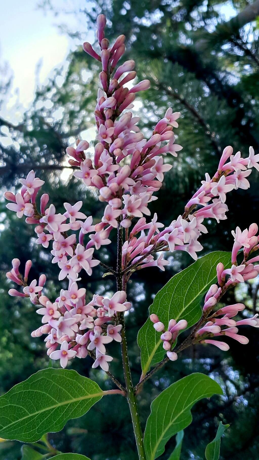 Syringa josikaea flower
