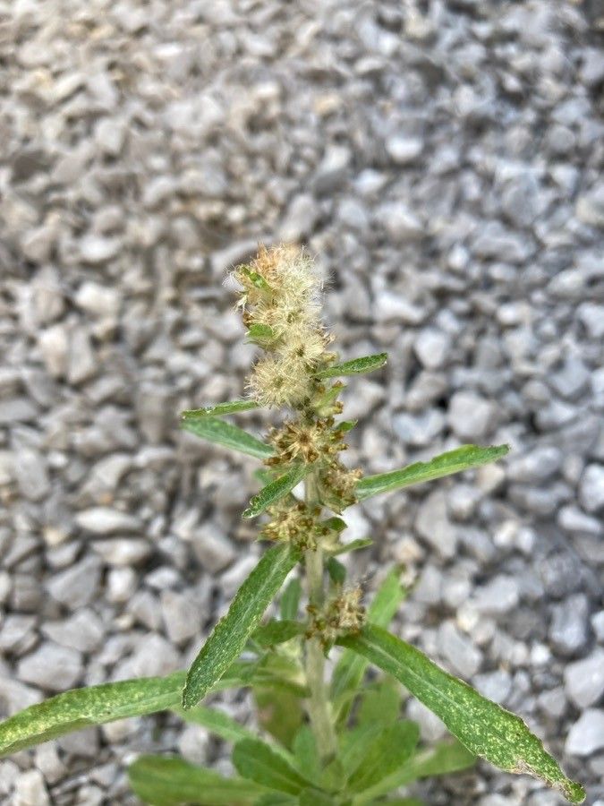 Gnaphalium americanum fruit