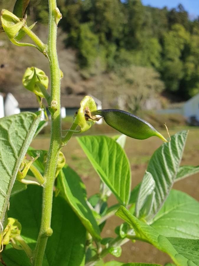 Crotalaria spectabilis fruit