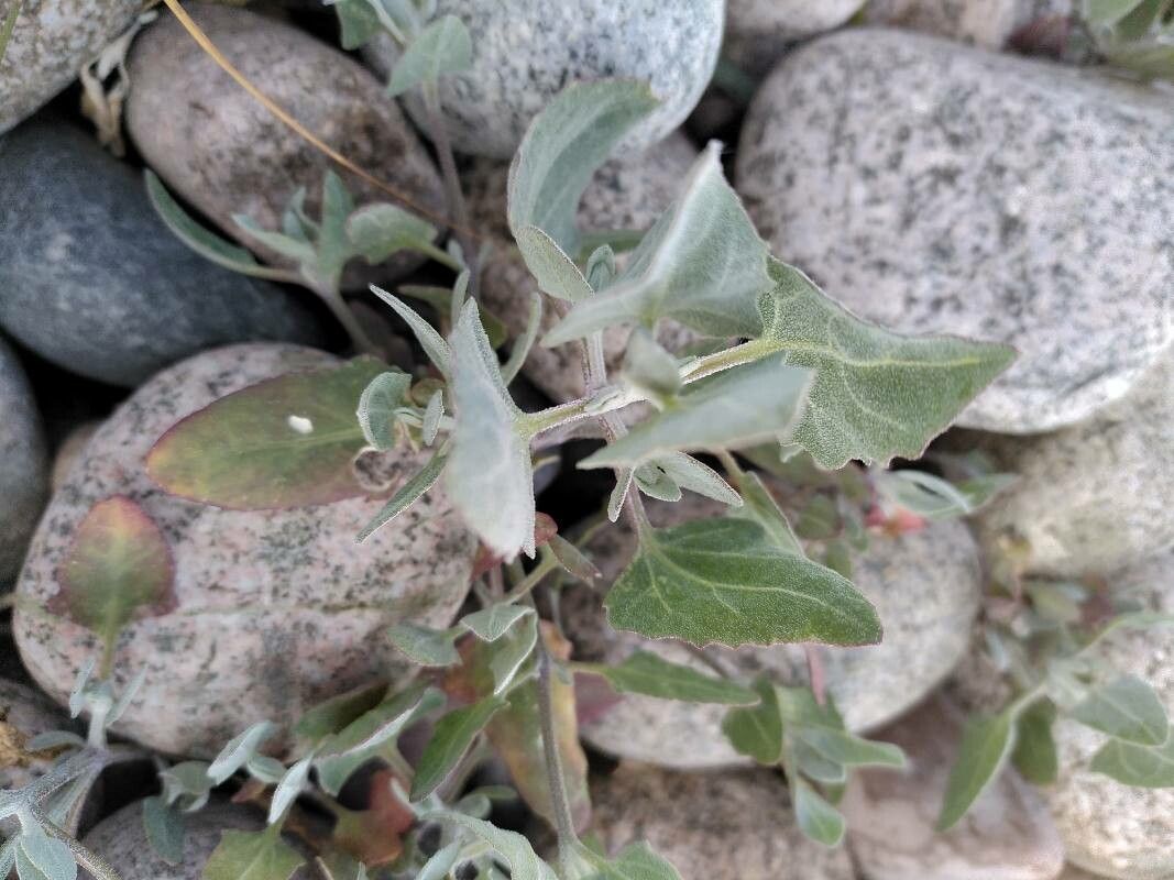Atriplex glabriuscula leaf