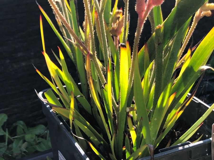 Anigozanthos flavidus leaf