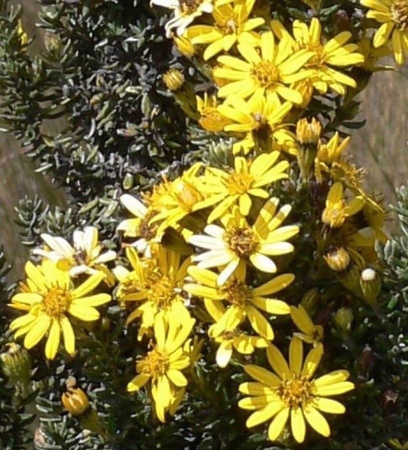 Heterotheca grandiflora flower