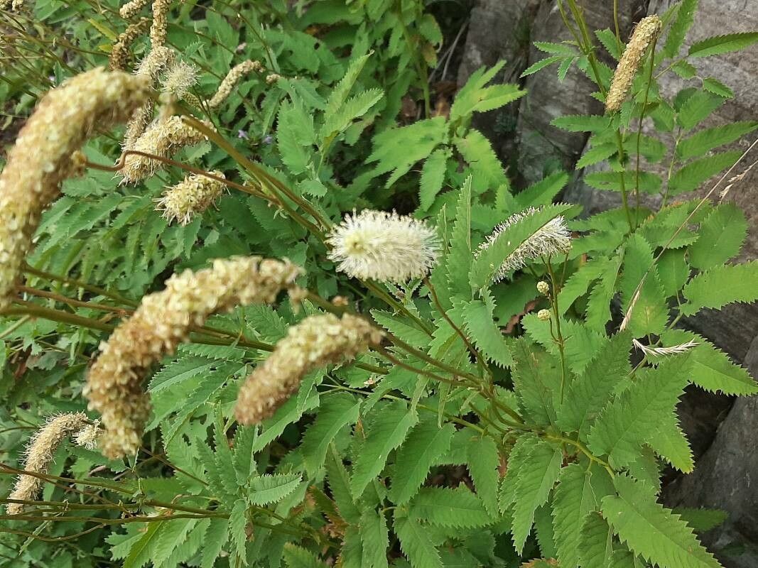 Sanguisorba dodecandra flower