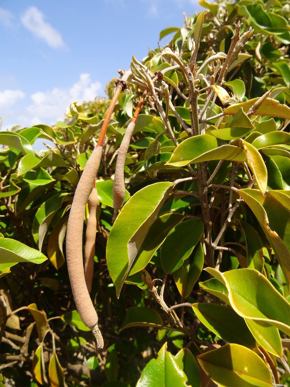 Quadrella cynophallophora fruit