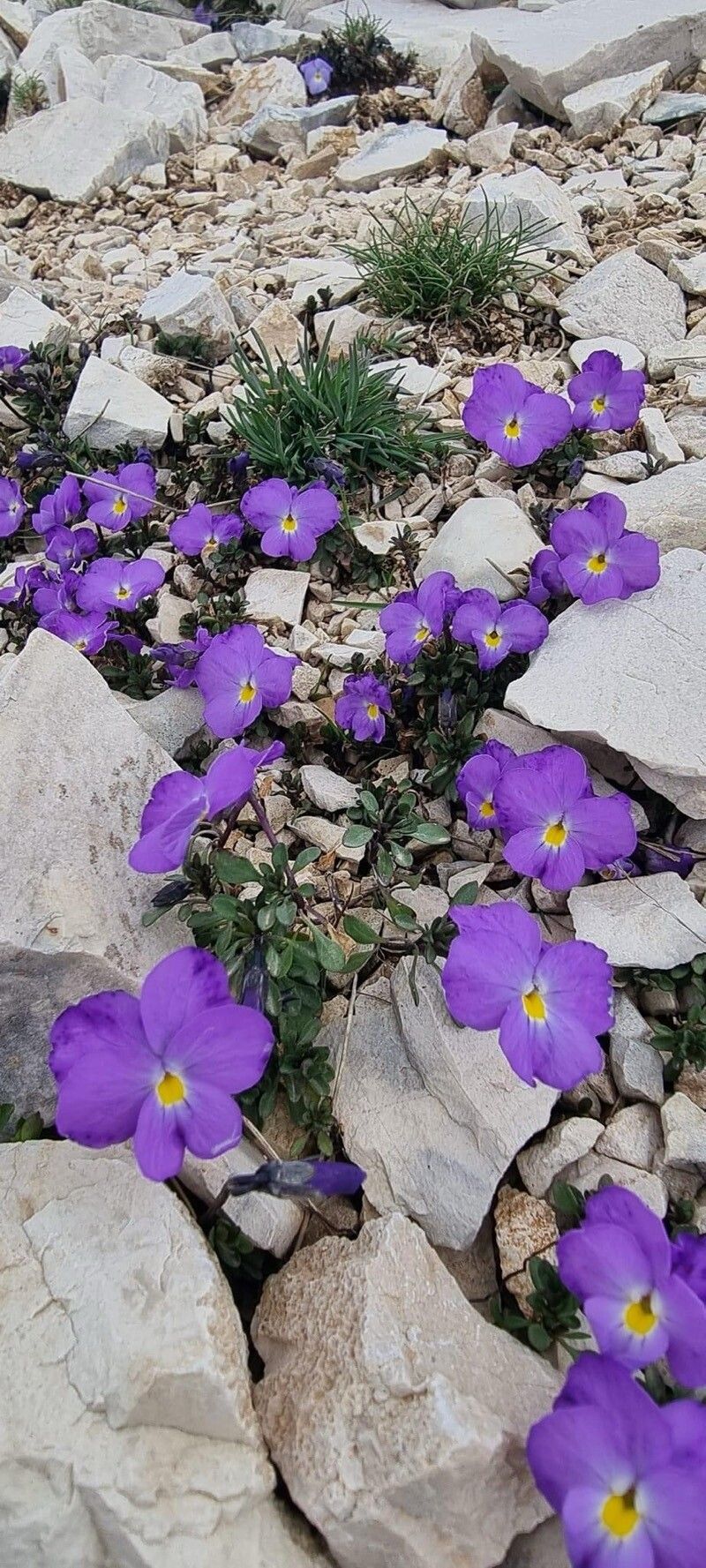 Viola albanica — houseplant care guide