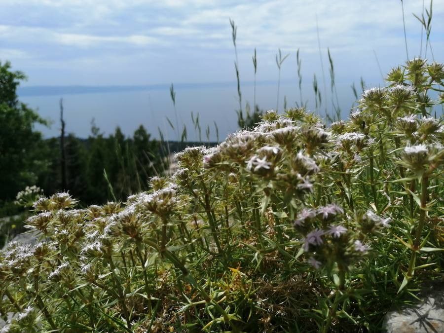 Navarretia leucocephala leaf
