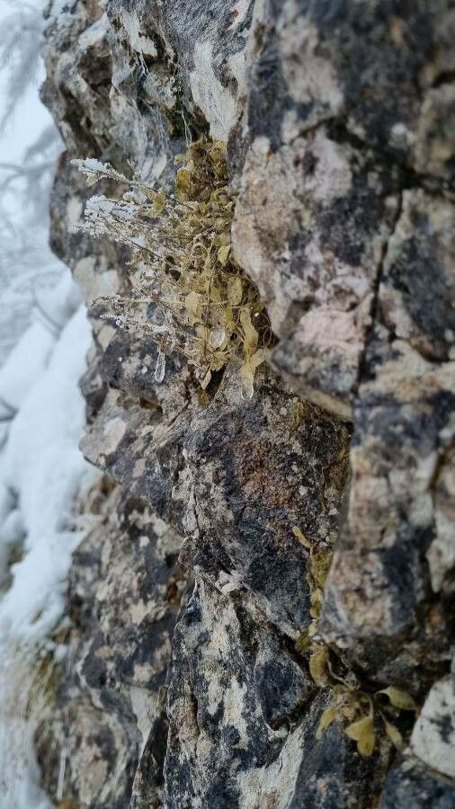 Campanula zoysii habit