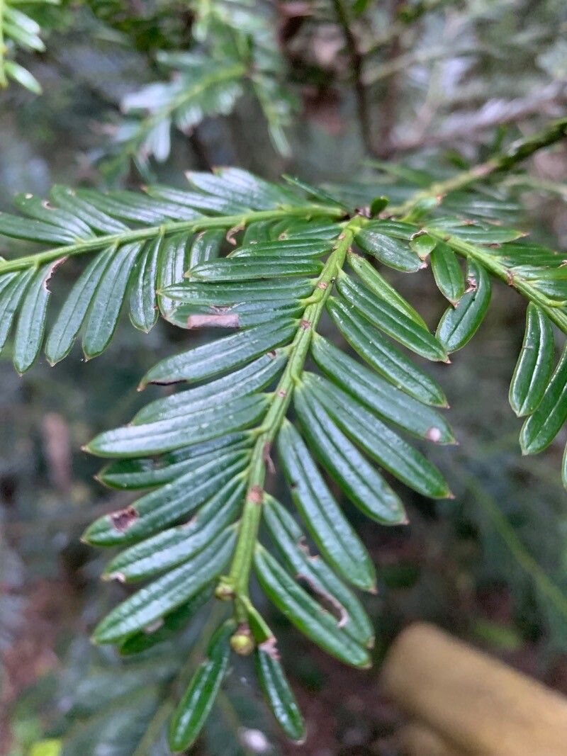 Prumnopitys montana leaf